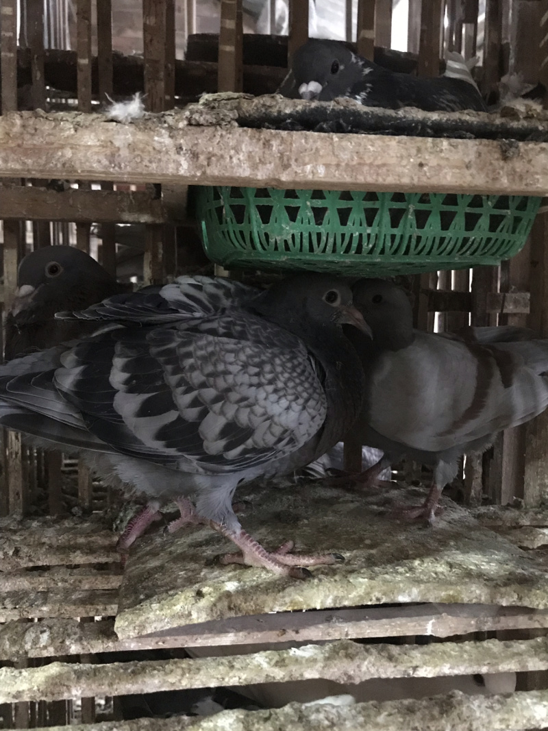 精品乳鸽、淘汰老鸽活体批发。原养殖基地直供货源……