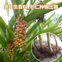盆栽地栽果树砂仁艳山姜草果豆蔻盆栽地栽