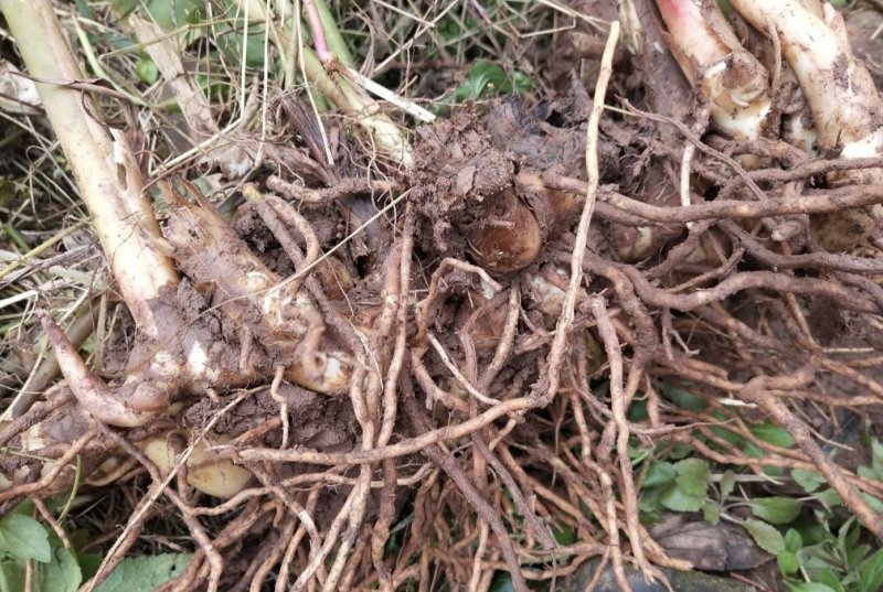 盆栽地栽果树砂仁艳山姜草果豆蔻盆栽地栽