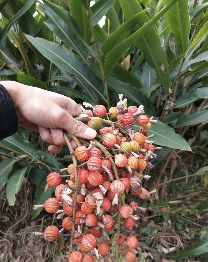 盆栽地栽果树砂仁艳山姜草果豆蔻盆栽地栽