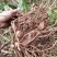 盆栽地栽果树砂仁艳山姜草果豆蔻盆栽地栽