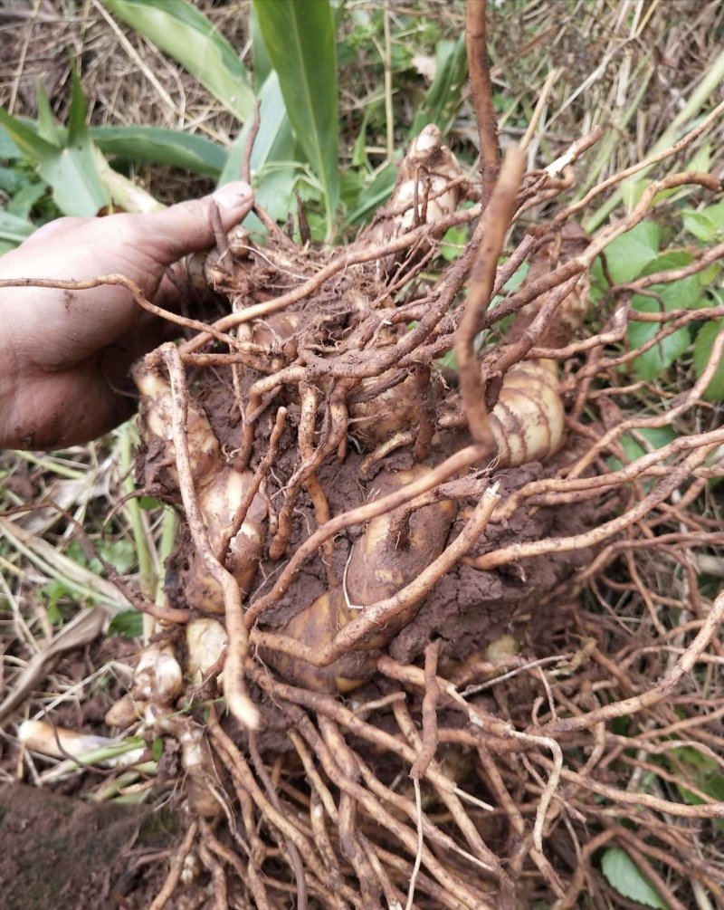盆栽地栽果树砂仁艳山姜草果豆蔻盆栽地栽