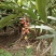 盆栽地栽果树砂仁艳山姜草果豆蔻盆栽地栽