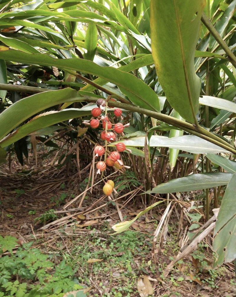 盆栽地栽果树砂仁艳山姜草果豆蔻盆栽地栽