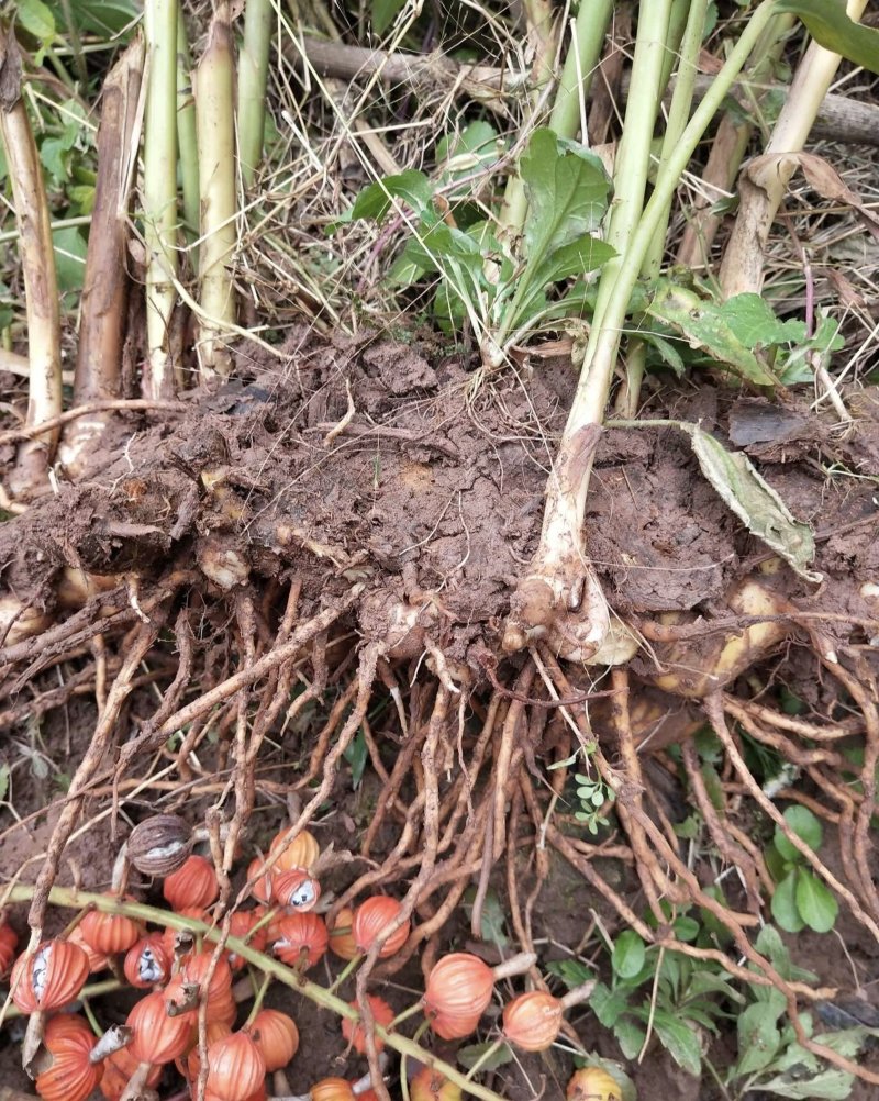 盆栽地栽果树砂仁艳山姜草果豆蔻盆栽地栽