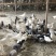 精品乳鸽、淘汰老鸽活体批发。养殖场地直供货源
