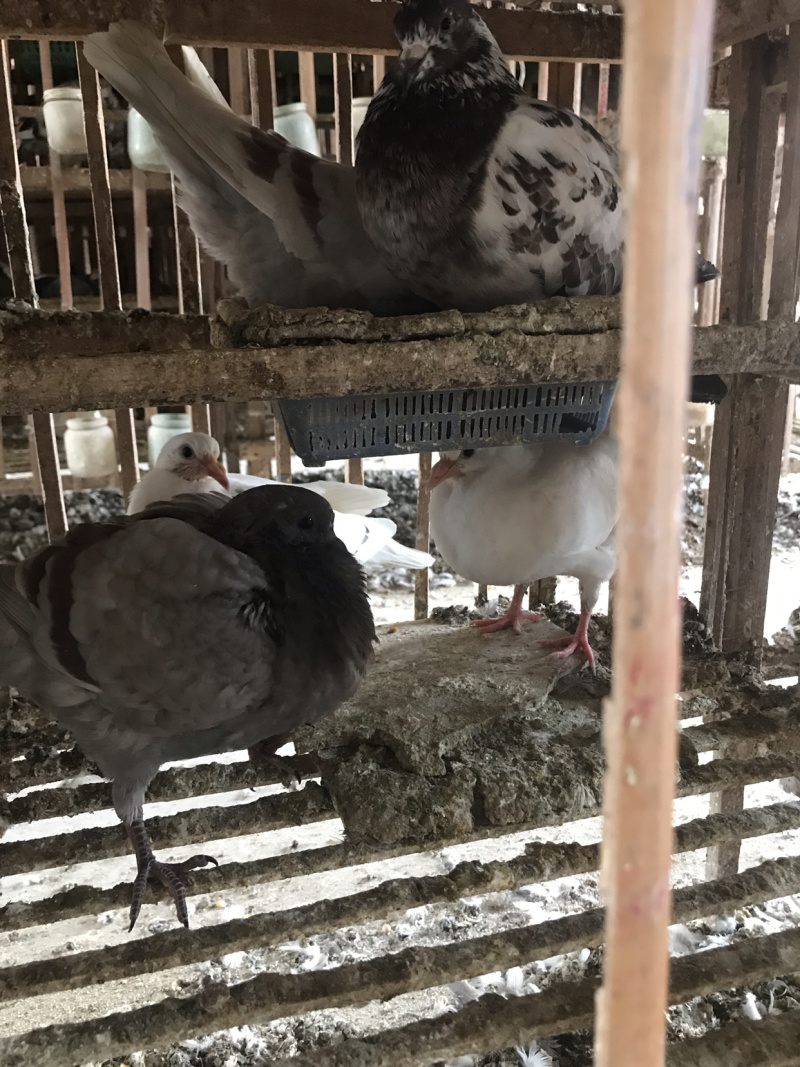精品乳鸽、淘汰老鸽活体批发。养殖场地直供货源