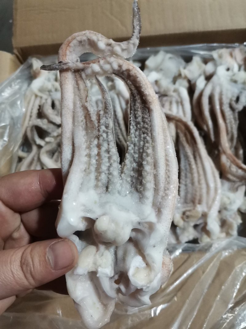 冷冻阿根廷开片鱿鱼头须6斤鱿鱼须新鲜鱿鱼爪铁板烧烤串海鲜