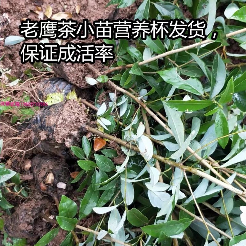 老鹰茶树苗红茶树苗盆栽底栽树苗