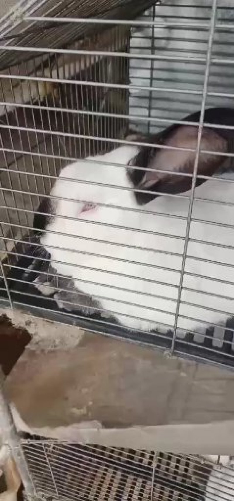 种兔