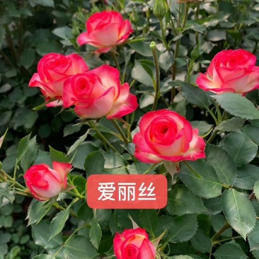 玫瑰苗大花月季切花月季苗欧月系列小苗易种植