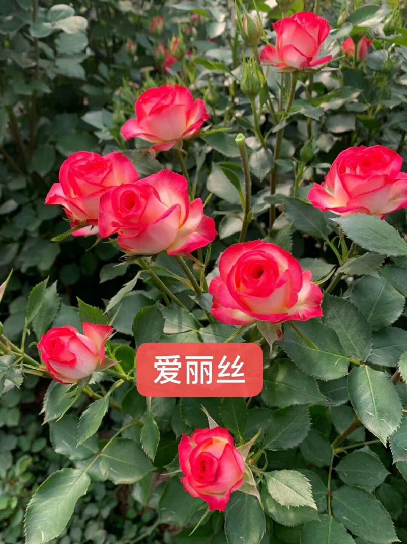 玫瑰苗大花月季切花月季苗欧月系列小苗易种植