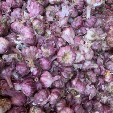云南紫皮蒜新蒜红皮红米基地直发可实地看货