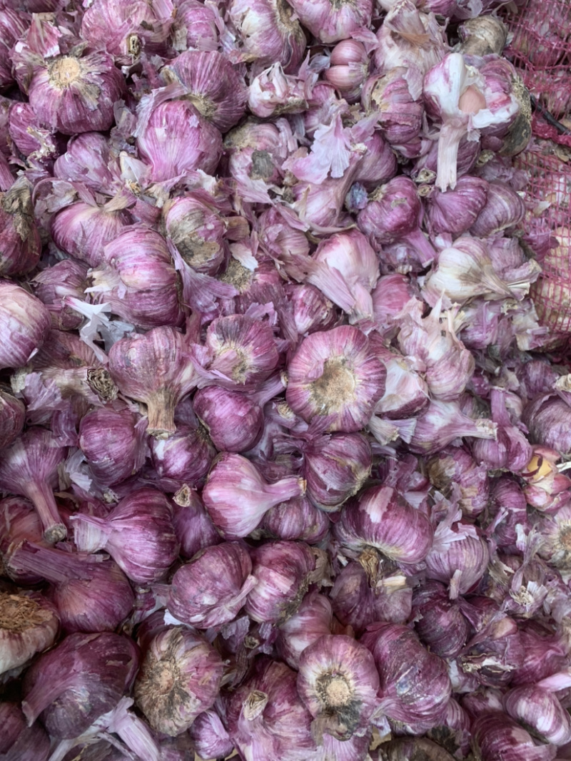 云南紫皮蒜新蒜红皮红米基地直发可实地看货