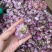云南紫皮蒜新蒜红皮红米基地直发可实地看货