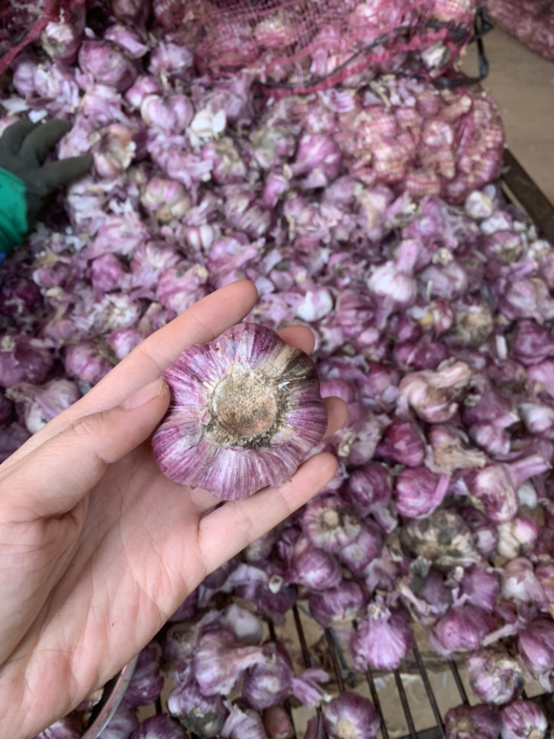 云南紫皮蒜新蒜红皮红米基地直发可实地看货