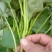 大田脱毒西瓜红商薯19，龙薯九号红薯苗基地直供苗粗壮匀