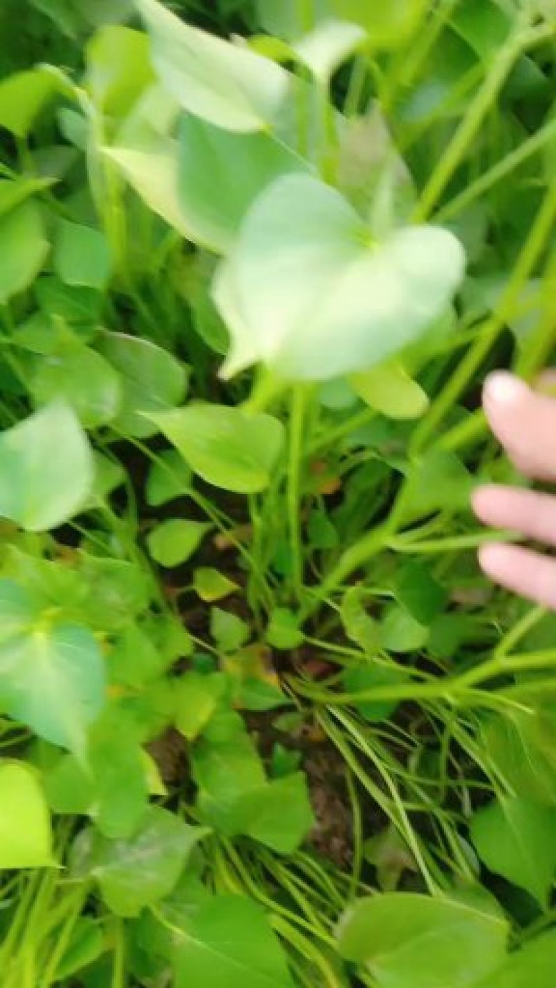大田脱毒西瓜红商薯19，龙薯九号红薯苗基地直供苗粗壮匀