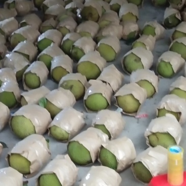 广东精品菠萝蜜产地直供，一手货源保质保量，欢迎来电咨询