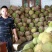 广东精品菠萝蜜产地直供，一手货源保质保量，欢迎来电咨询