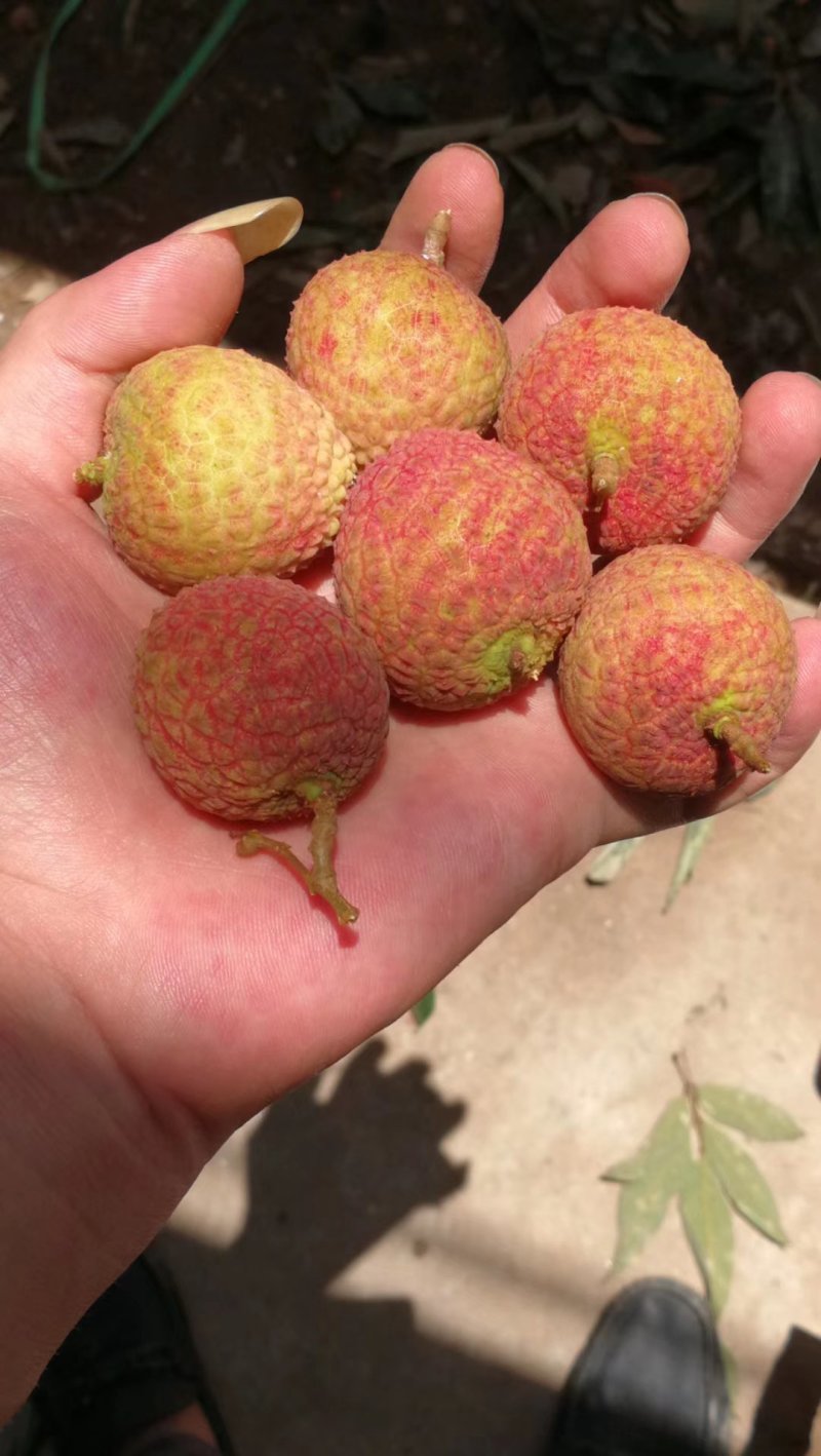 高州白蜡荔枝产地直销量大价优现摘现发（包上车）