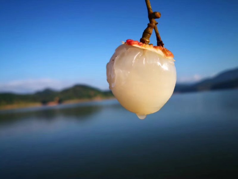 高州白蜡荔枝产地直销量大价优现摘现发（包上车）