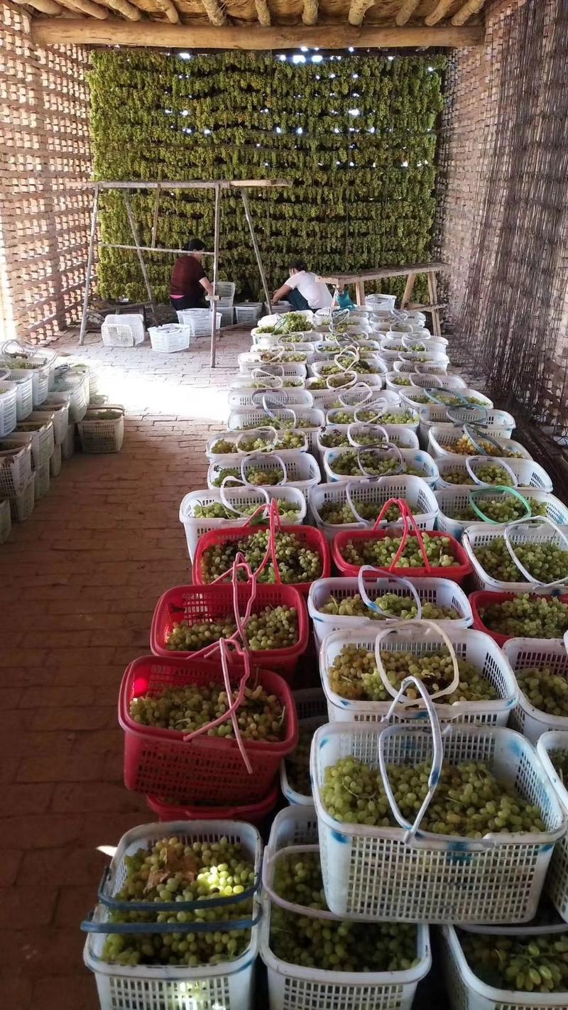 葡萄干大绿新疆葡萄干实力供应商一手货源，