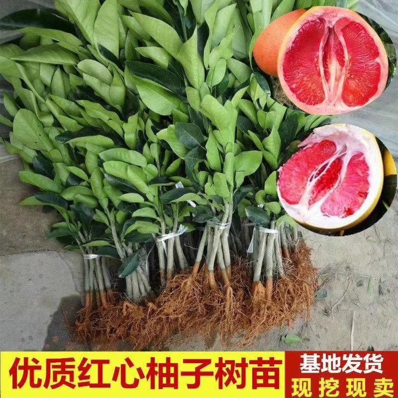 三红蜜柚子苗三红蜜柚正品嫁接苗，苗根粗壮，叶色靓丽