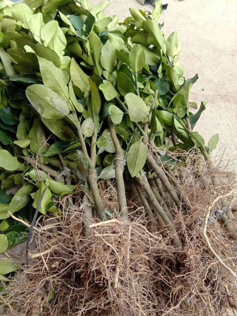 三红蜜柚子苗三红蜜柚正品嫁接苗，苗根粗壮，叶色靓丽