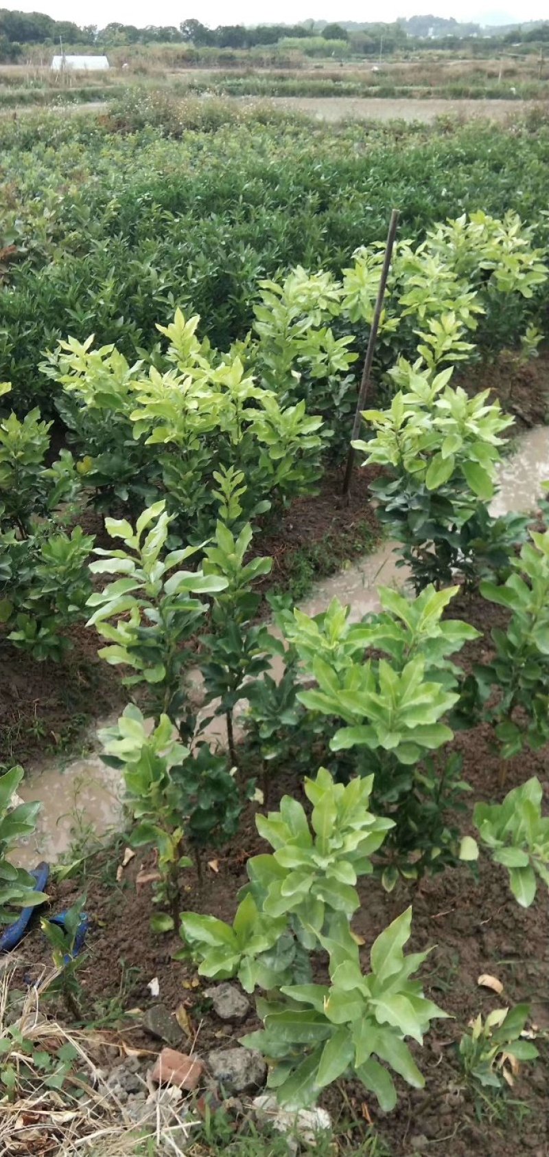 三红蜜柚子苗三红蜜柚正品嫁接苗，苗根粗壮，叶色靓丽