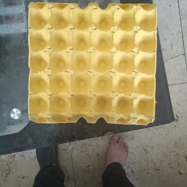 蛋托