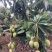 代办，代发，贵妃芒，老果