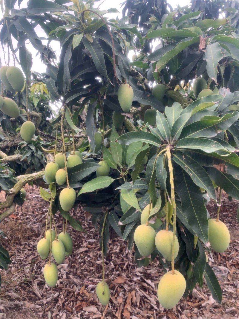 代办，代发，贵妃芒，老果