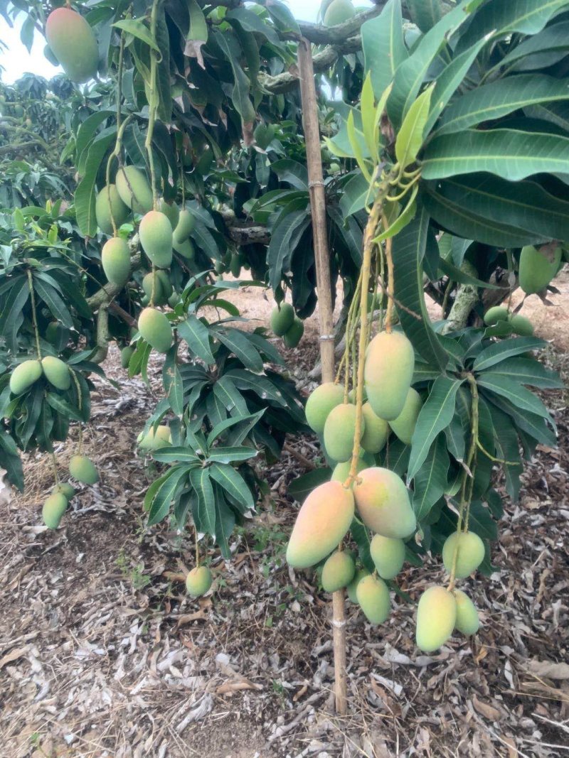 代办，代发，贵妃芒，老果