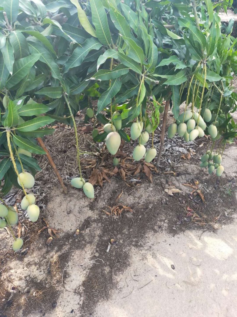 代办，代发，贵妃芒，老果