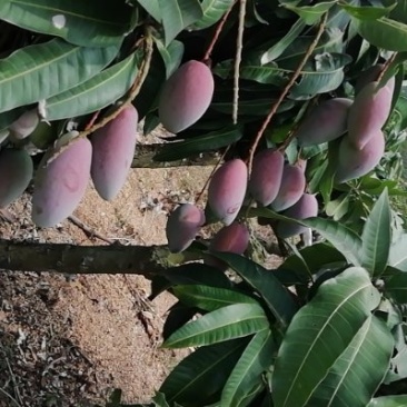 代办，代发，贵妃芒，老果