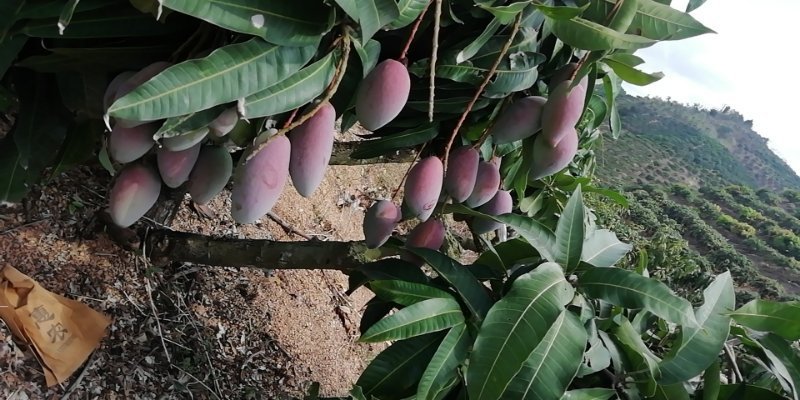 代办，代发，贵妃芒，老果