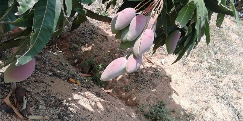 代办，代发，贵妃芒，老果