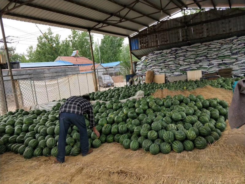 山东西瓜，潍坊西甜王西瓜潍坊产区，电商，市场批发