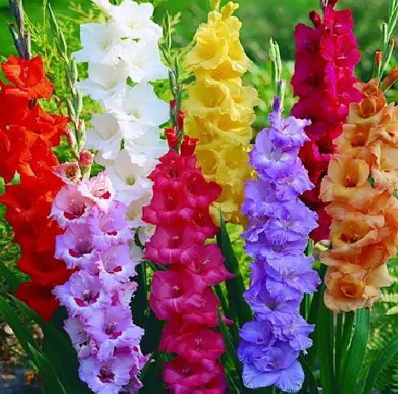 唐菖蒲花卉种子四季种植当年开花