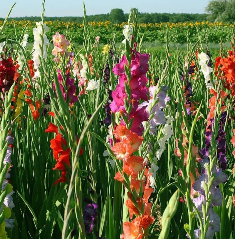 唐菖蒲花卉种子四季种植当年开花