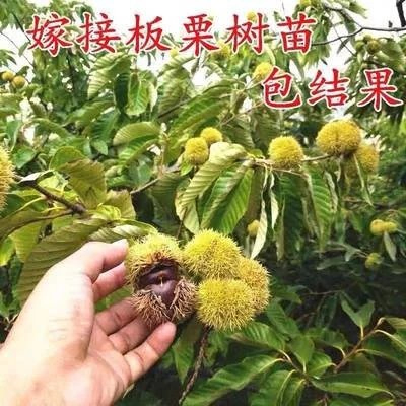 大红袍板栗苗，产地直销，当年结果，包成活，可视频看货