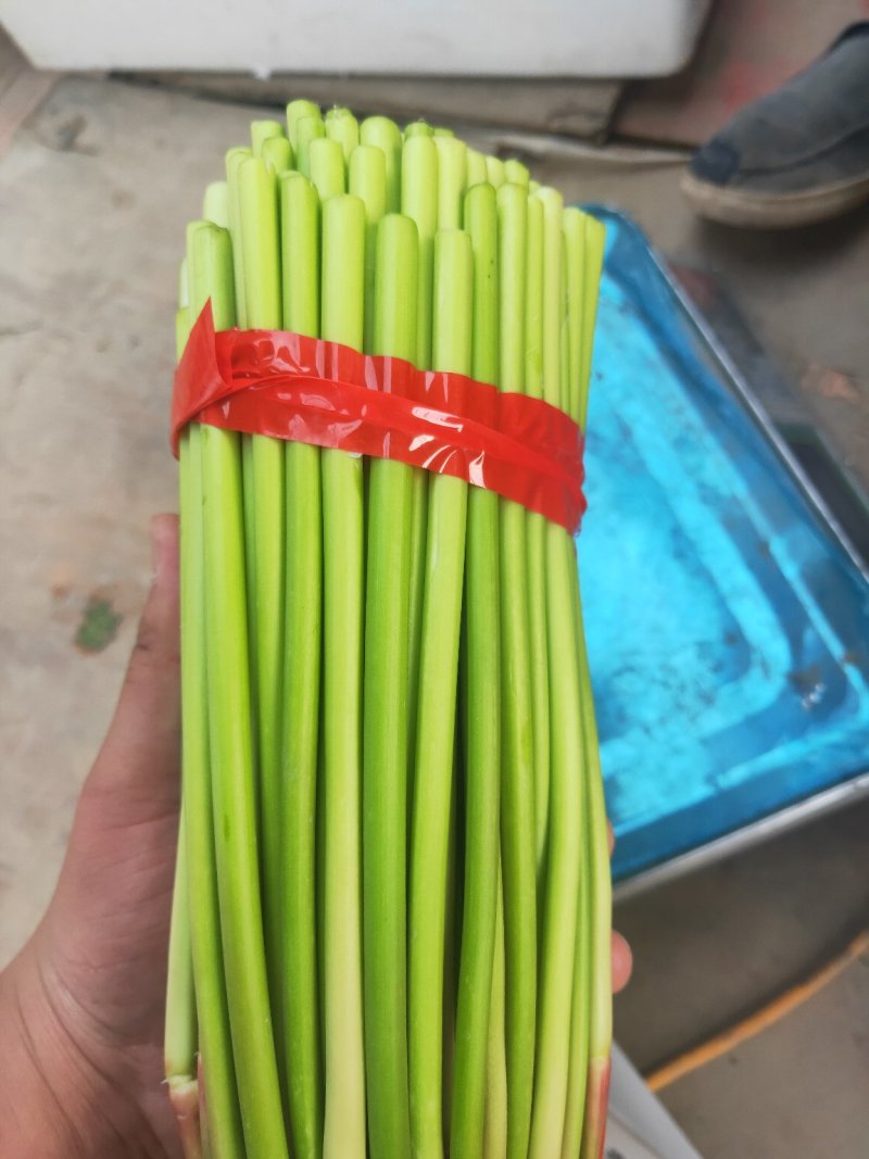红帽蒜薹大量上市，上货快，收货方便，方便存储