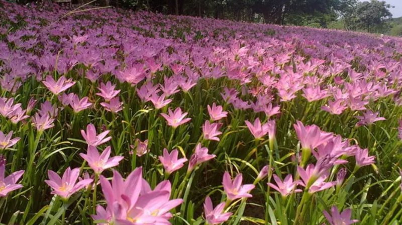 风雨兰种球四季种植耐寒耐热葱兰韭兰盆栽地栽绿植