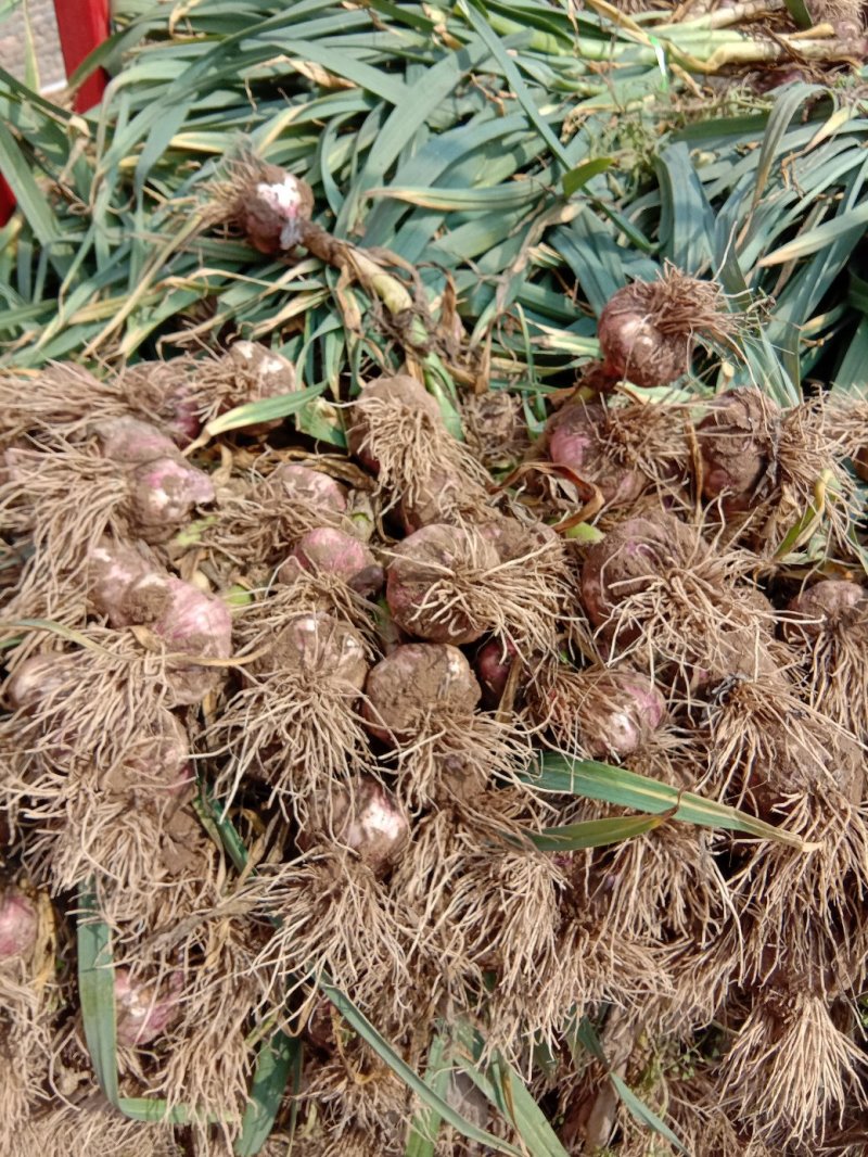 带苗大蒜、把子蒜，河南中牟特产，全国代发，保证质量。