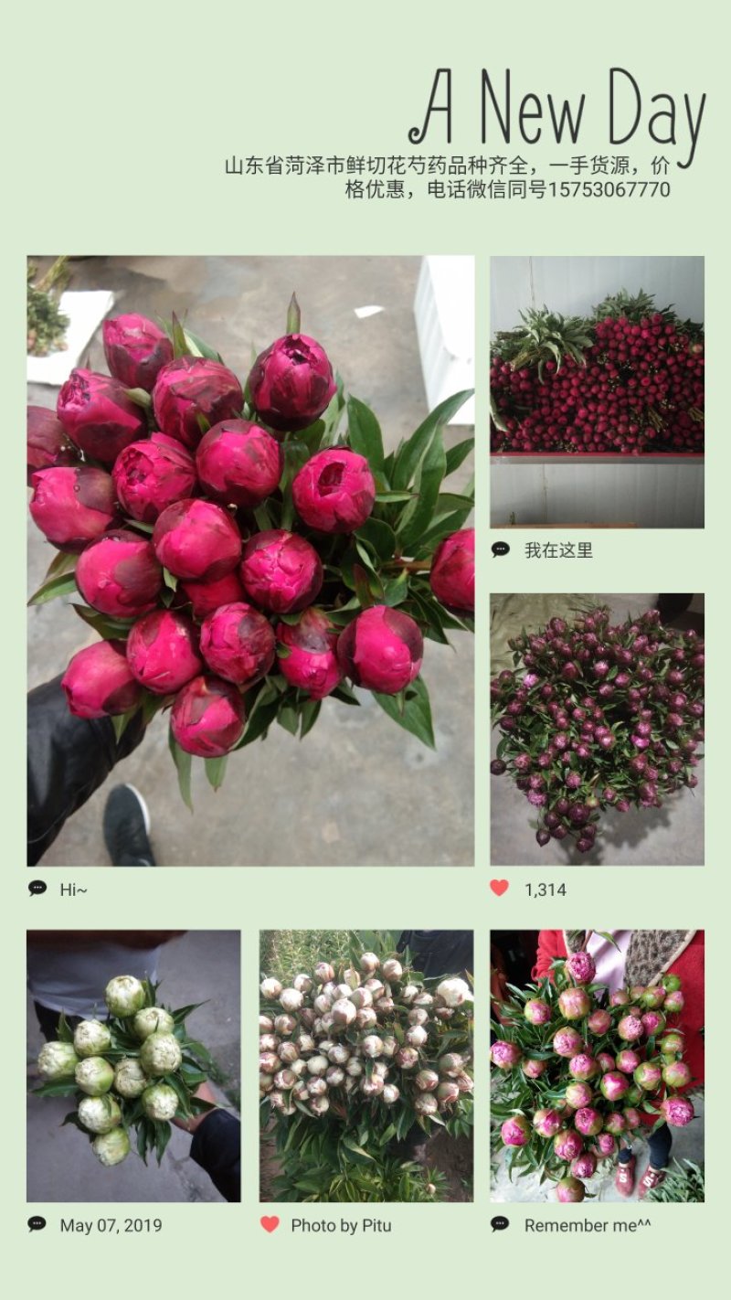 芍药鲜切花，山东菏泽重瓣大花，品种齐全，保证质量，