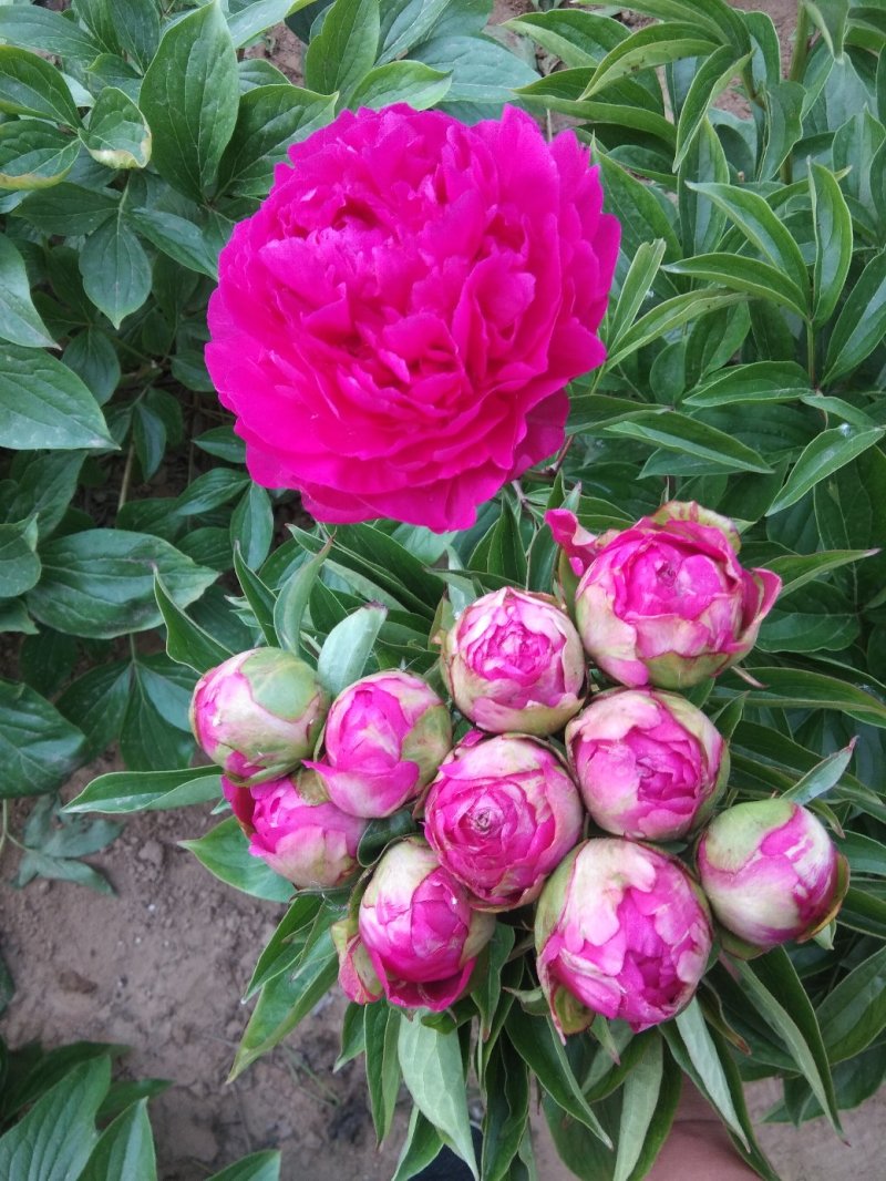 芍药鲜切花，山东菏泽重瓣大花，品种齐全，保证质量，