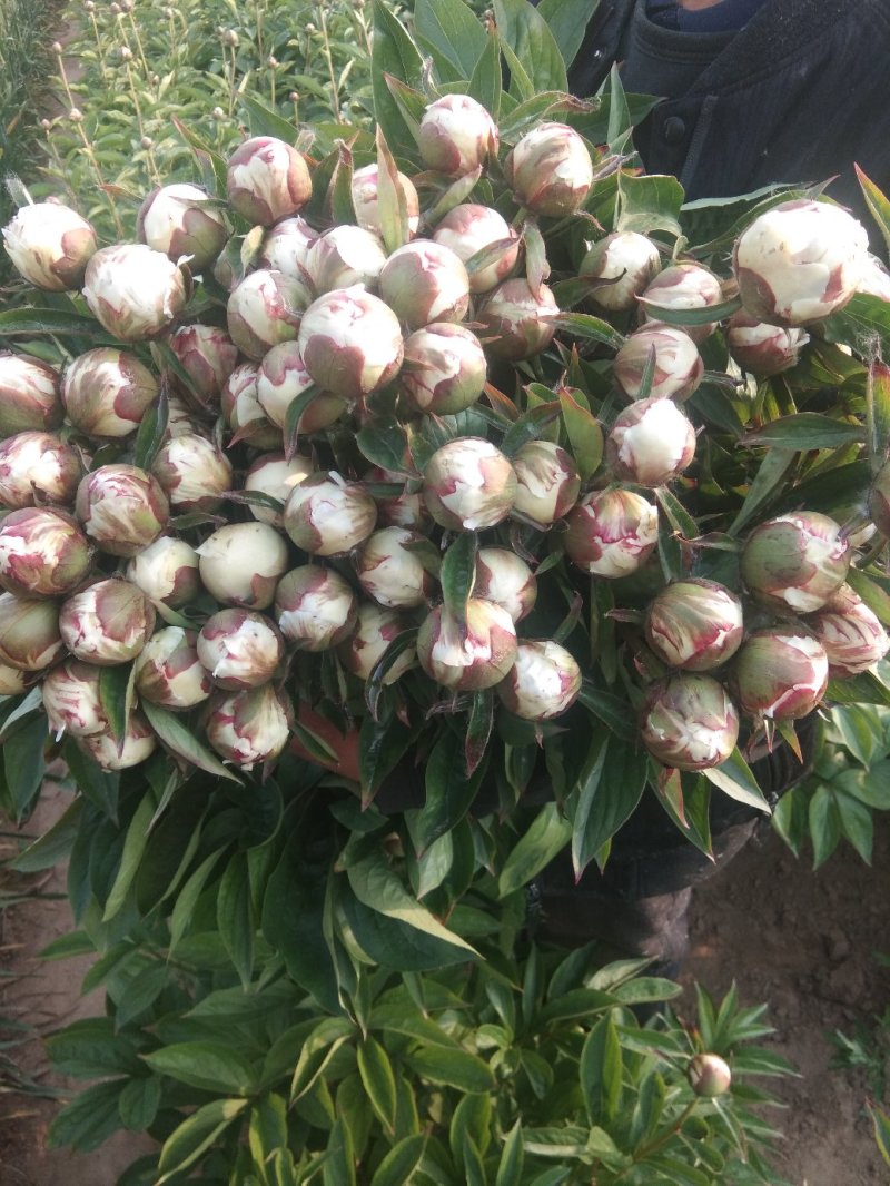 芍药鲜切花，山东菏泽重瓣大花，品种齐全，保证质量，