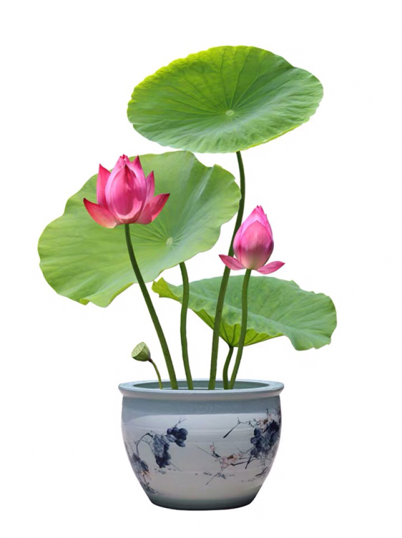观赏藕免费包邮全部带芽发货确保成活率量大提供发票