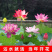 观赏藕免费包邮全部带芽发货确保成活率量大提供发票
